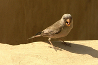 Bucanetes githagineus